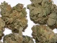 Blue Cheese Strain for sale in bulk with bitcoin